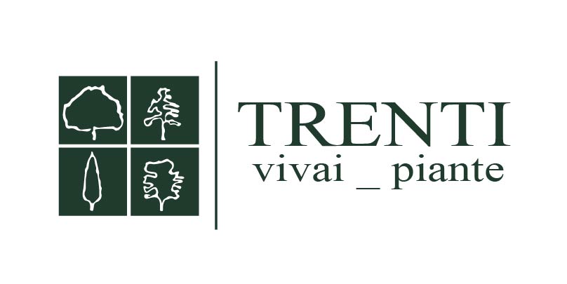 Tavola disegno 25-50